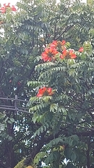 Spathodea campanulata