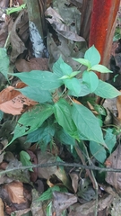 Elatostema platyphyllum