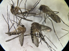 Aedes canadensis canadensis