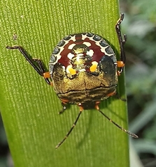 Caura rufiventris