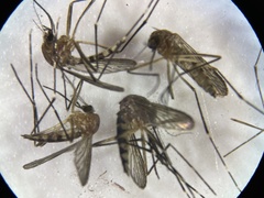 Aedes canadensis canadensis