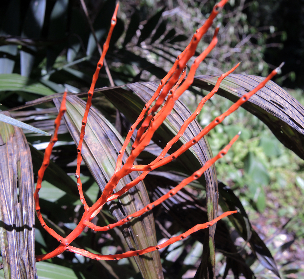 Parlor palm growing in habitat