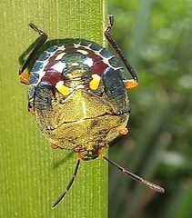 Caura rufiventris