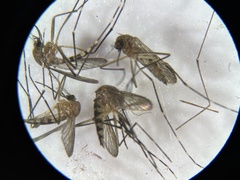 Aedes canadensis canadensis