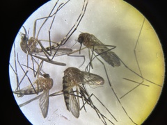 Aedes canadensis canadensis