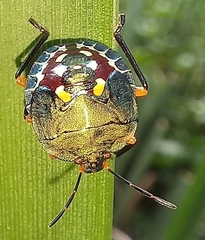 Caura rufiventris