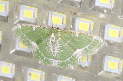 Eucyclodes insperata
