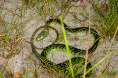 Dendroaspis jamesoni