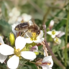 Apis mellifera