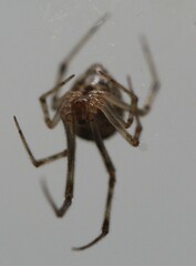 Parasteatoda tepidariorum