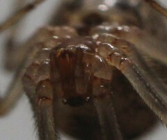 Parasteatoda tepidariorum