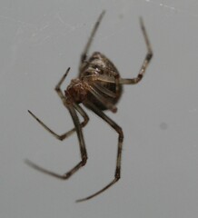 Parasteatoda tepidariorum