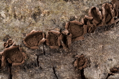 Hypoxylon cercidicola