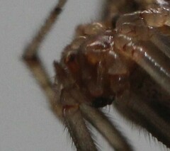 Parasteatoda tepidariorum