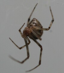 Parasteatoda tepidariorum