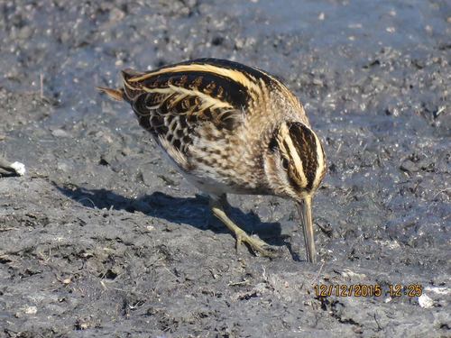 Jack Snipe