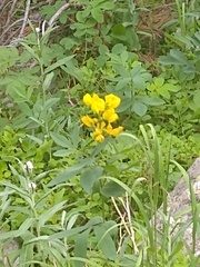 Thermopsis montana