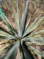 Agave angustifolia rubescens