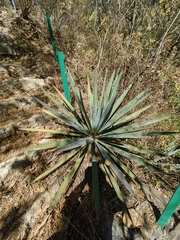 Agave angustifolia rubescens