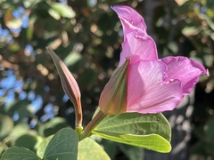 Bauhinia purpurea