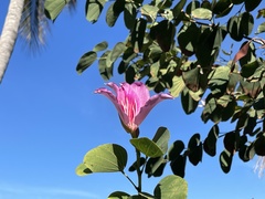 Bauhinia purpurea