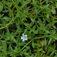 Dentella repens