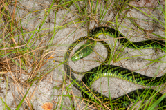 Dendroaspis jamesoni