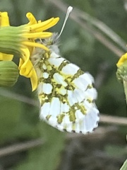 Euchloe ausonia