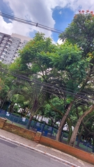 Spathodea campanulata