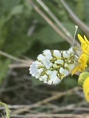 Euchloe ausonia
