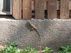 Agama
