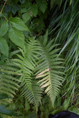 Oreopteris quelpartensis