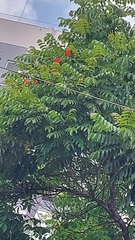 Spathodea campanulata