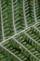 Oreopteris quelpartensis