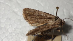 Dichagyris signifera