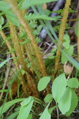 Oreopteris quelpartensis