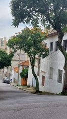 Spathodea campanulata