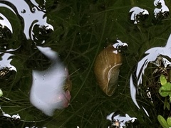 Lymnaea
