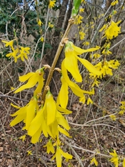 Forsythia × intermedia