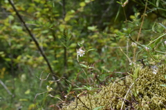 Epilobium foliosum
