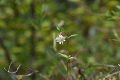 Epilobium foliosum