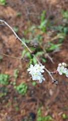 Crataegus marshallii