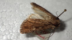 Dichagyris signifera
