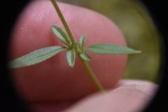Epilobium foliosum