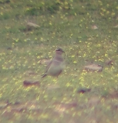 Charadrius morinellus