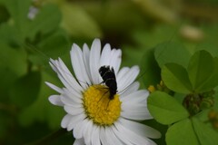 Adela septentrionella