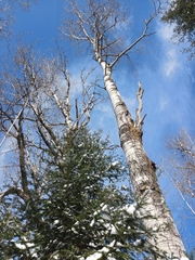 Populus