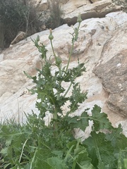 Urospermum picroides