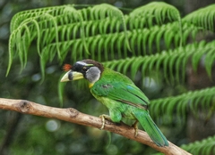 Psilopogon pyrolophus