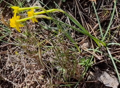 Narcissus assoanus